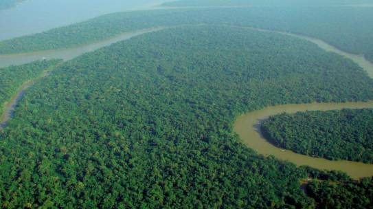 Greenpeace, l’Amazzonia divorata dagli allevamenti, causa della deforestazione