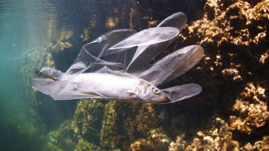 Plastica negli oceani, intatta dopo 20 anni